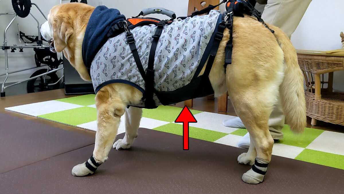 Belly_support_1_1-1200x675.jpg