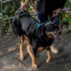 Help ’Em Up Harness: フルサポートハーネス