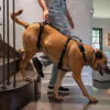 Help ’Em Up Harness: フルサポートハーネス