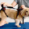 Help ’Em Up Harness: フルサポートハーネス