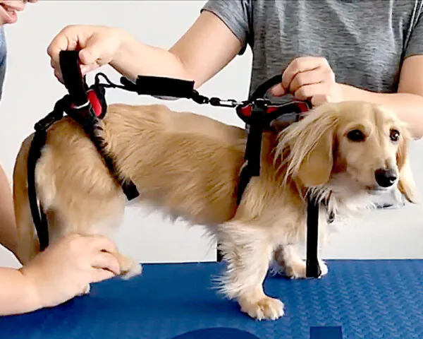 Help ’Em Up Harness: フルサポートハーネス
