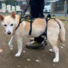 Help ’Em Up Harness: フルサポートハーネス