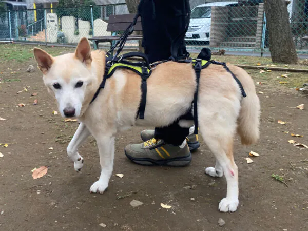 Help ’Em Up Harness: フルサポートハーネス