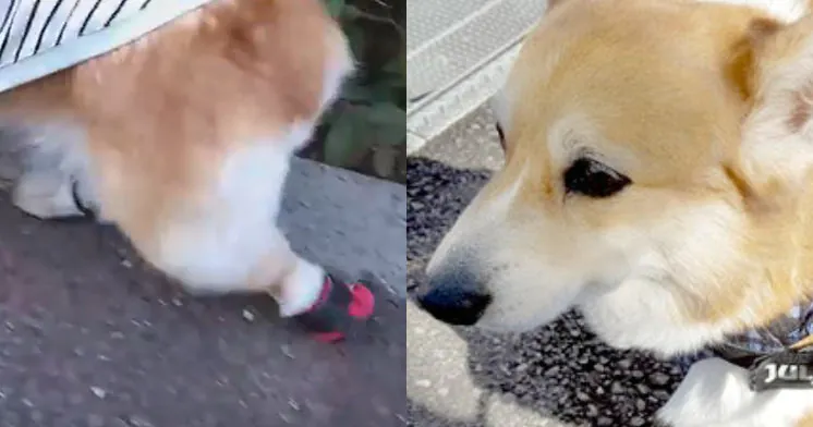 お客様声